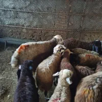 قشلاق  زنده مرتعهای غرب گوسفند ازادی