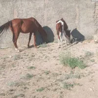 اسب|اسب و تجهیزات اسب‌سواری|سیاخ دارنگون, |دیوار