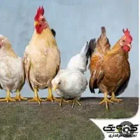 راهنمایی کنید
