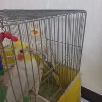 دو عدد عروس هلندی نر وماده