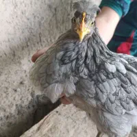 مرغ گلین طوسی رنگ