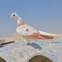 کفتر کبوتر کبکی