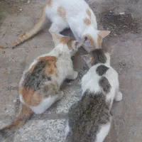 بچه گربه