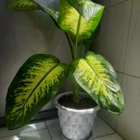 گل طبیعی دیفن باخیا سانسوریا پتوس