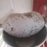 عسل کوهی اصل