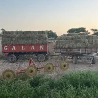 یونجه علف دار