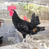 خروس