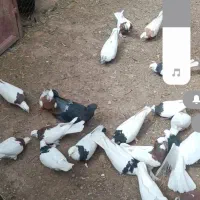 کبوتر طوقی