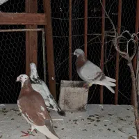 کبوتر شهرستانی  زد و خوردی  آس