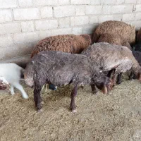 بره قوچ همو