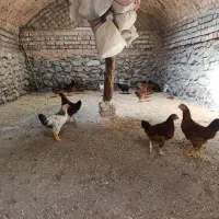 مرغ و خروس دم تخم