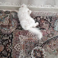 پانسیون و نگهداری گربه VlP