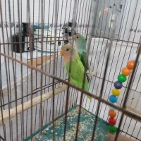 طوطی برزیلی دو سه ماهه