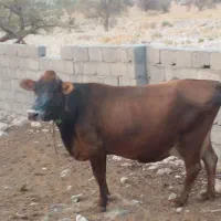 فروش گاو ابستن سنگین ویک راس گاو زاییده