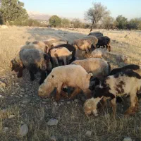 ۱۰ جفت‌میش‌جوان‌بختیاری (قوچ ،بره)