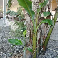 نهال موز....توشن