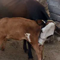 گاووگوساله
