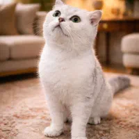 اسکاتیش گربه نر عقیم شده