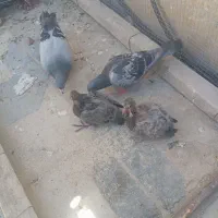 سبزو کوهی با جوجه