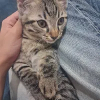 واگذاری دوتا توله گربه
