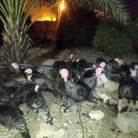 فروش بوقلمون محلی جوان بزرگ شده با بهترین دون