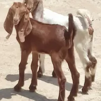 کهره نر و ماده پاکستانی|حیوانات مزرعه|بوشهر, |دیوار