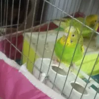 سلام مرغ عشق نر وماده معاوزه میکنم با فنج باجوجه