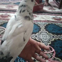 یک عدد  ‌کبوترماده سالم بدون مریضی