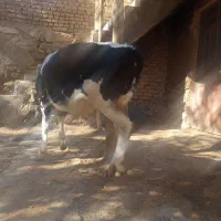 کسی گوساله نر یا ماده شیری داشت زنگ بزنه