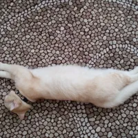 کلیه لوازم نگه داری گربه