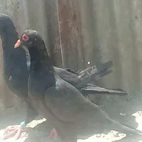 پرنده فروشی