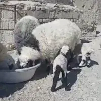 گوسفند فروش چاق چله