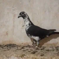 کبوتر    و جوجه