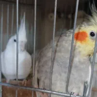 عروس هلندی مولد