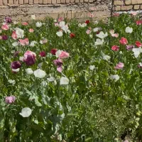 خانه مسکونی ماهیدشت روستای سید‌نقی ۱۰۰۰ متر