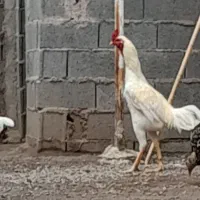 خروس لاری