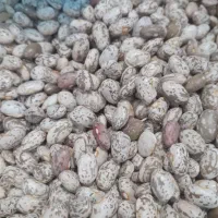 فروش لوبیا چیتی درجه یک