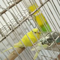 مرغ عشق معاوضه