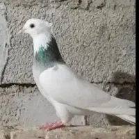 کبوتر رنگی