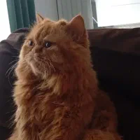 با همه وسایل ۱۰تومن