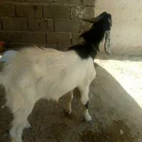 پارچن وبز