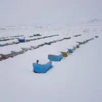 فروش ۱۰۰ عدد زنبور ده قاب. آماده کنار. صفاشهر
