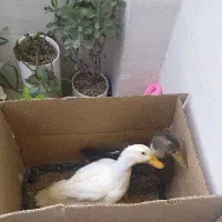 یک جفت اردک