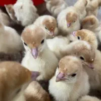 جوجه بوقلمون بیوتی 6فوق سنگین