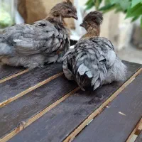 مرغ و خروس گلین کاکولی با قفس