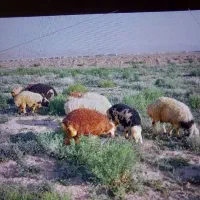 بره|حیوانات مزرعه|بیرجند, |دیوار