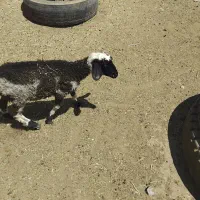 سلام  دوستان دوعدد  بره ماده فروشی