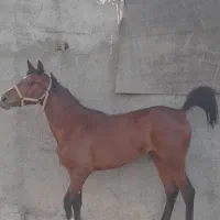 مادیان درجه یک