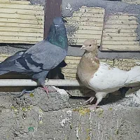 معامله یه سبز ماده بالا کش میزون و یه کله زرد ماده