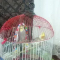 عروس هلندی جفت